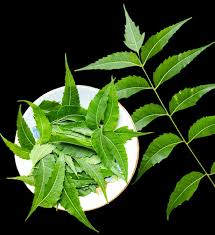 fresh neem leaves and extract, traditional ayurvedic herb for skincare