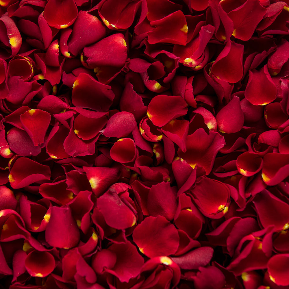 fresh rose petals and rose water, natural skincare ingredient
